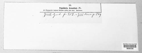 Apiospora arundinis image